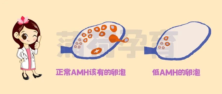卵巢貯備功能低卵泡.jpg